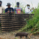 Forest officials look on during the release into the wild of 4 captive-bred pygmy hogs, an endangered species and the world's rarest and smallest wild pigs.